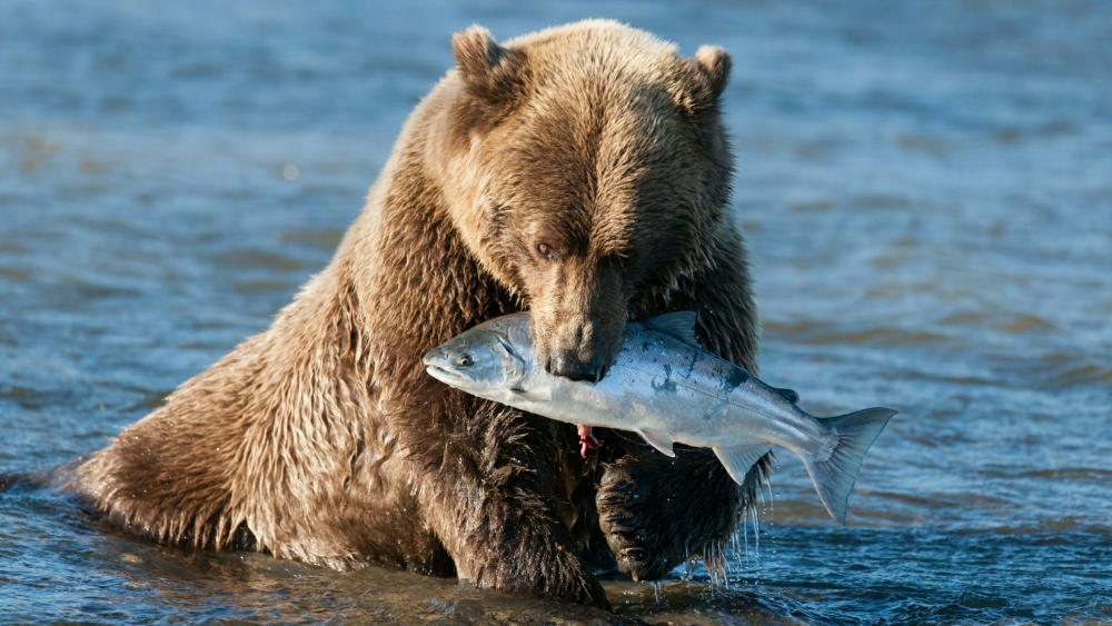 Fishing grizzly wallpaper