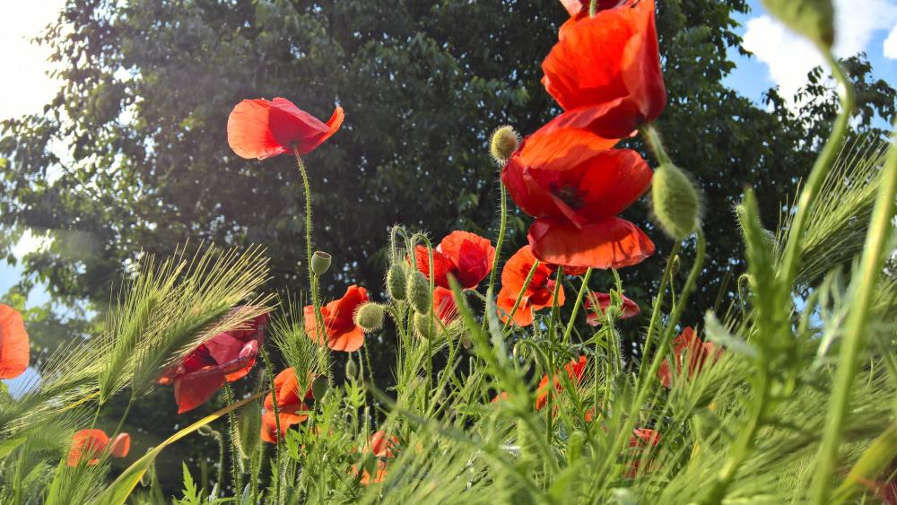 Red poppies - Worm's eye view photography wallpaper
