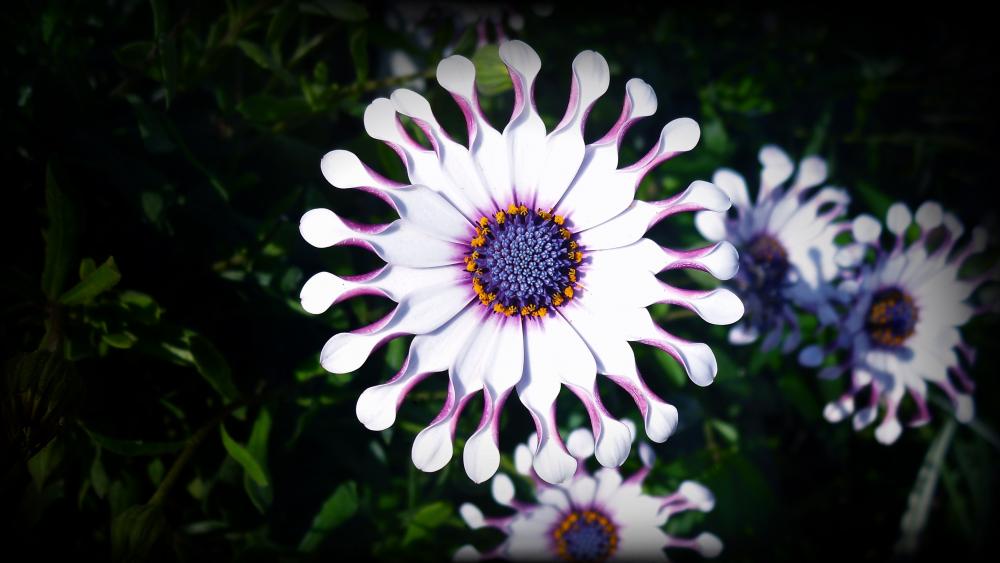 Osteospermum flower with spooned petals wallpaper