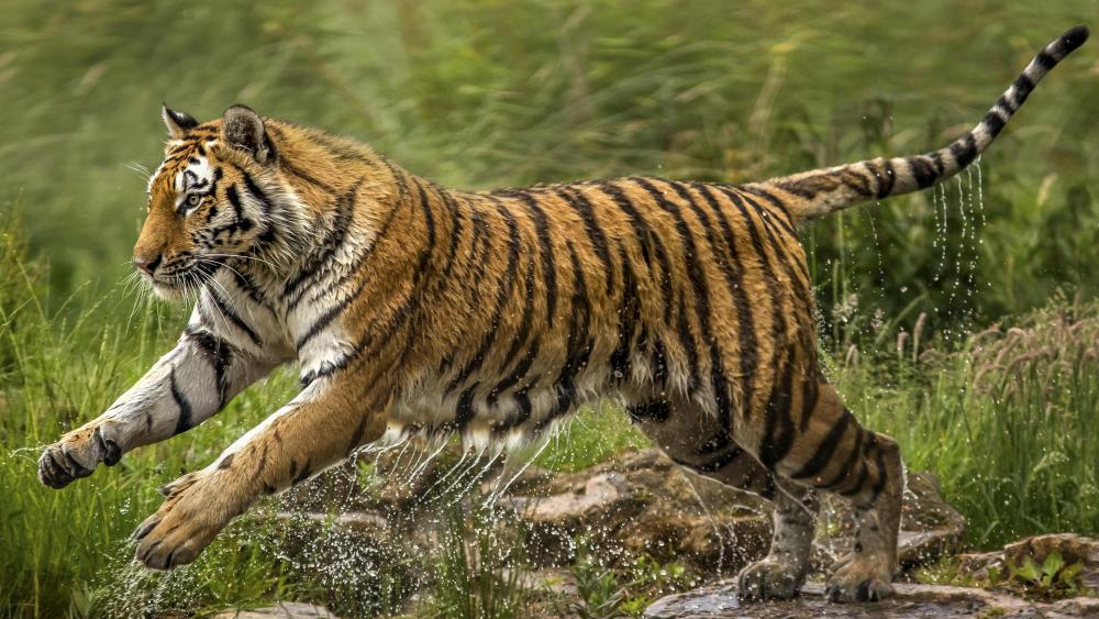 Wet tiger wallpaper