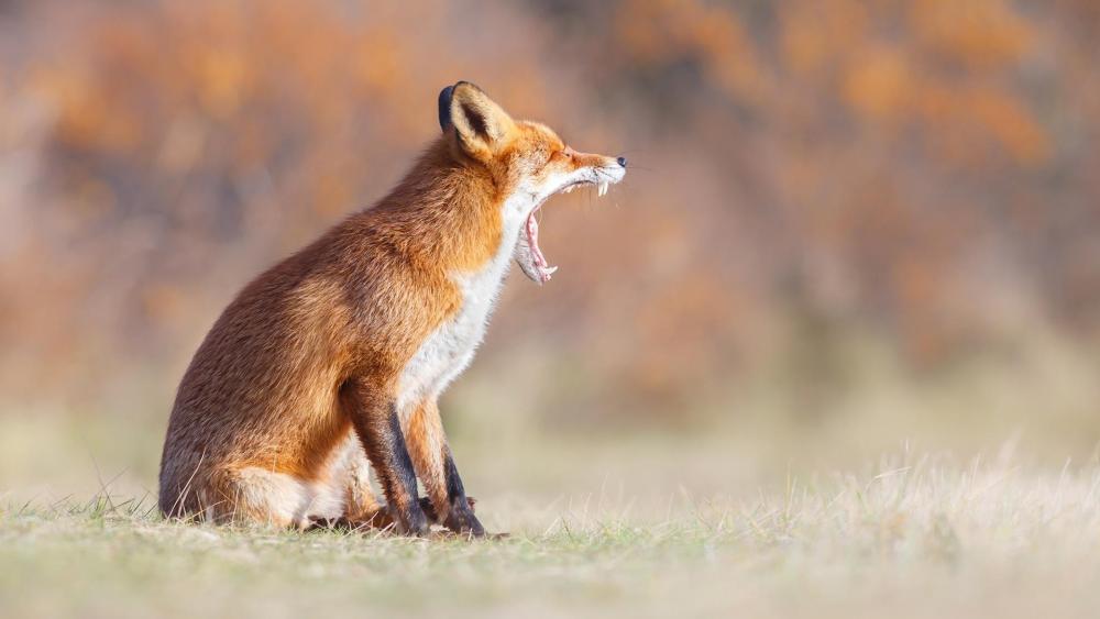 Yawning fox wallpaper
