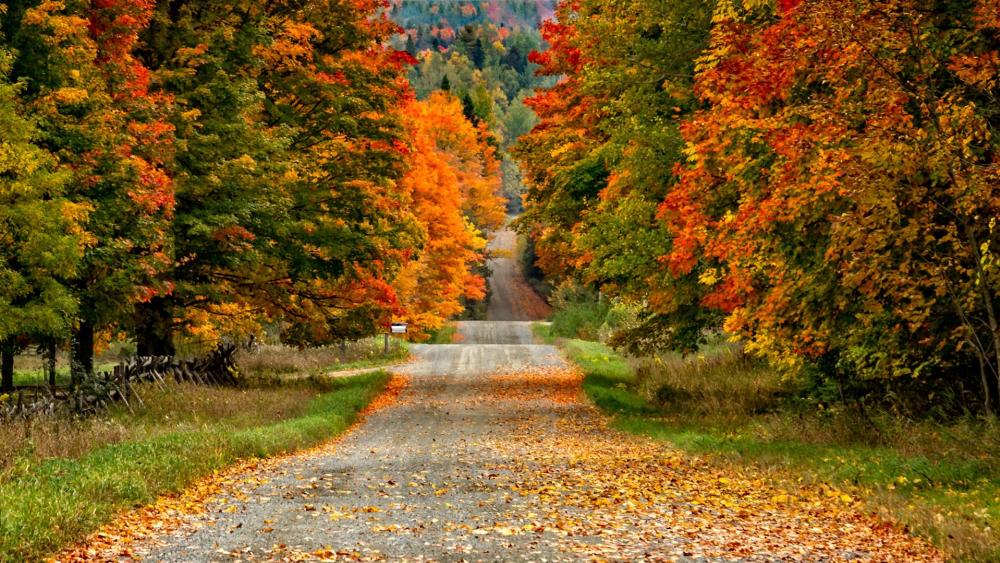 Autumn forest road wallpaper
