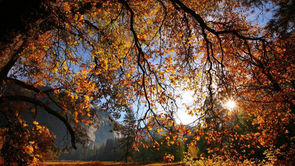 Autumn sunshine wallpaper