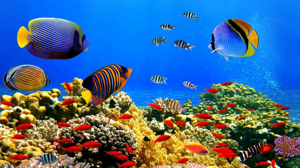 Colorful fishes wallpaper