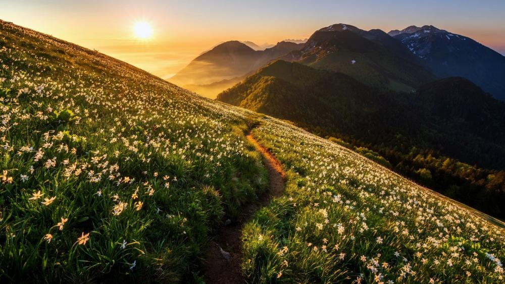 Daffodils on the mountainside of Golica wallpaper