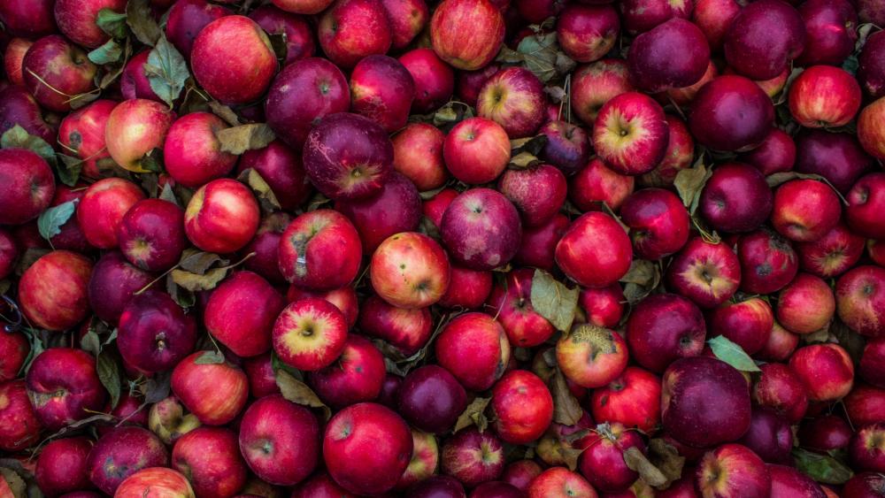A lot of apples wallpaper