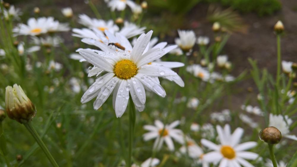 Daisy flowers ? wallpaper
