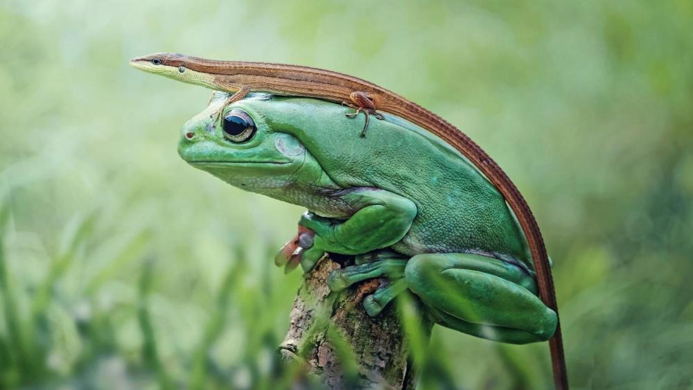Lizard sitting atop of a frog wallpaper