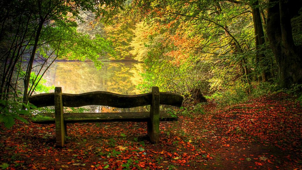 Lakeside bench under the fall trees wallpaper