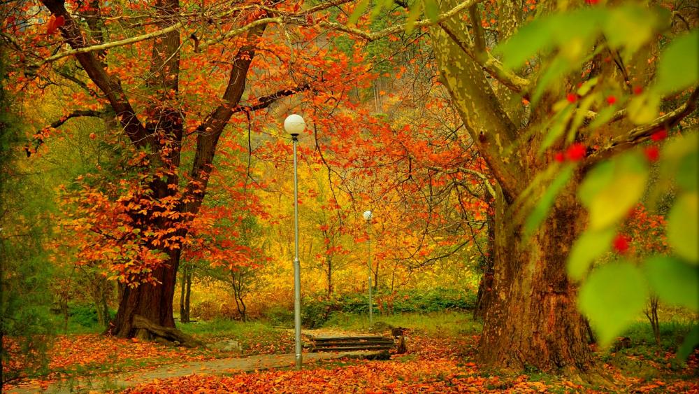 Walkway in a park at fall wallpaper