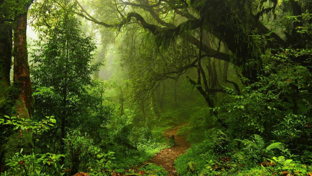Green forest in summer wallpaper