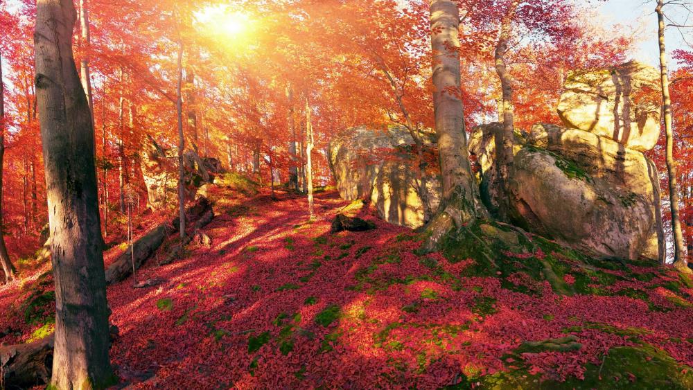 Transcarpathia fall forest wallpaper