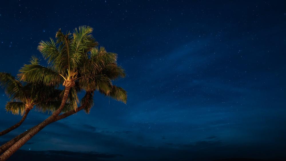 Palms under the starry sky wallpaper