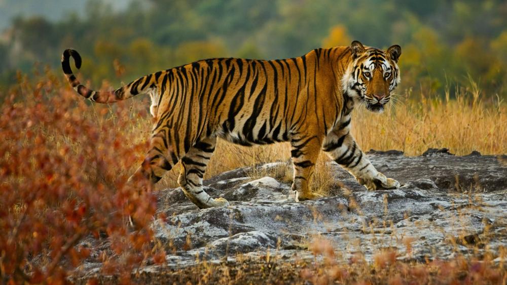 Large tiger wallpaper