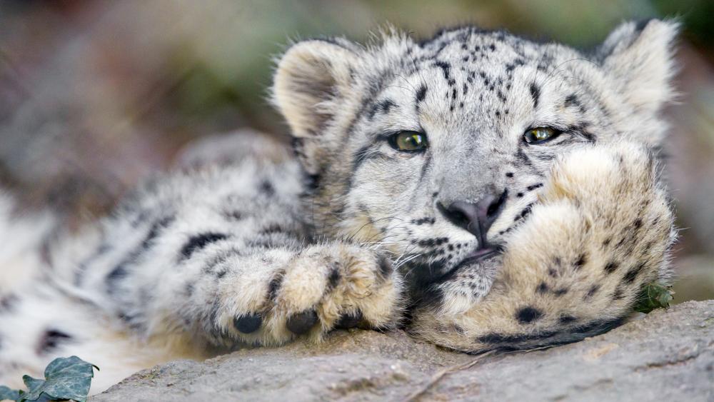Snow Leopard cub wallpaper