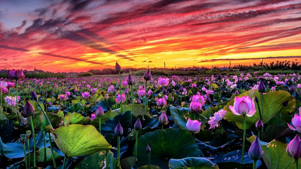 Sared Lotus flower carpet wallpaper