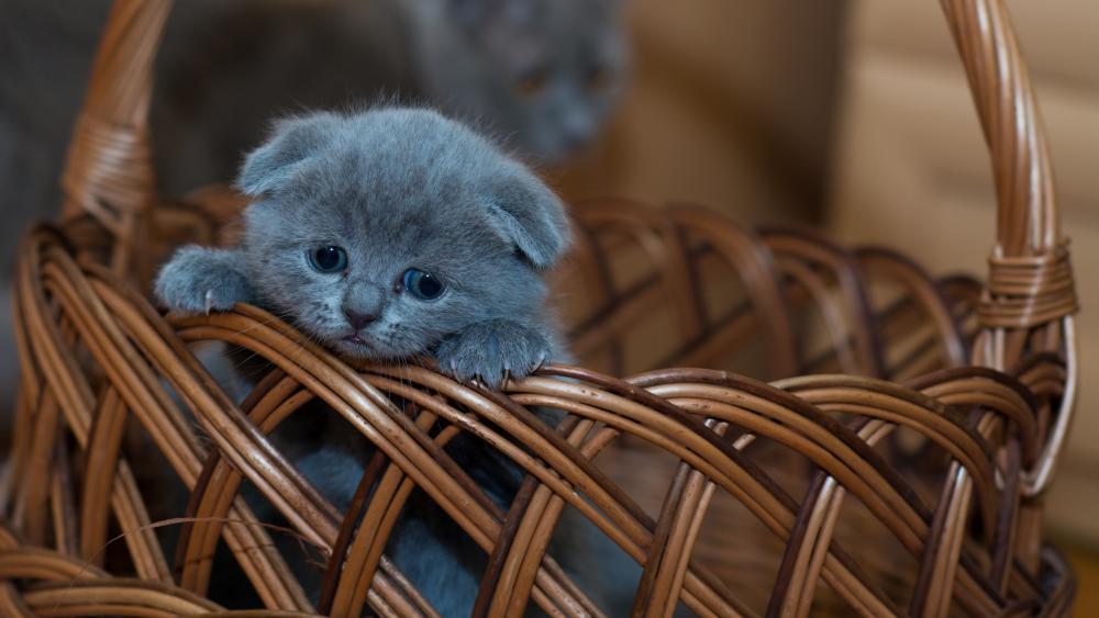 Russian Blue baby kitten in a basket wallpaper