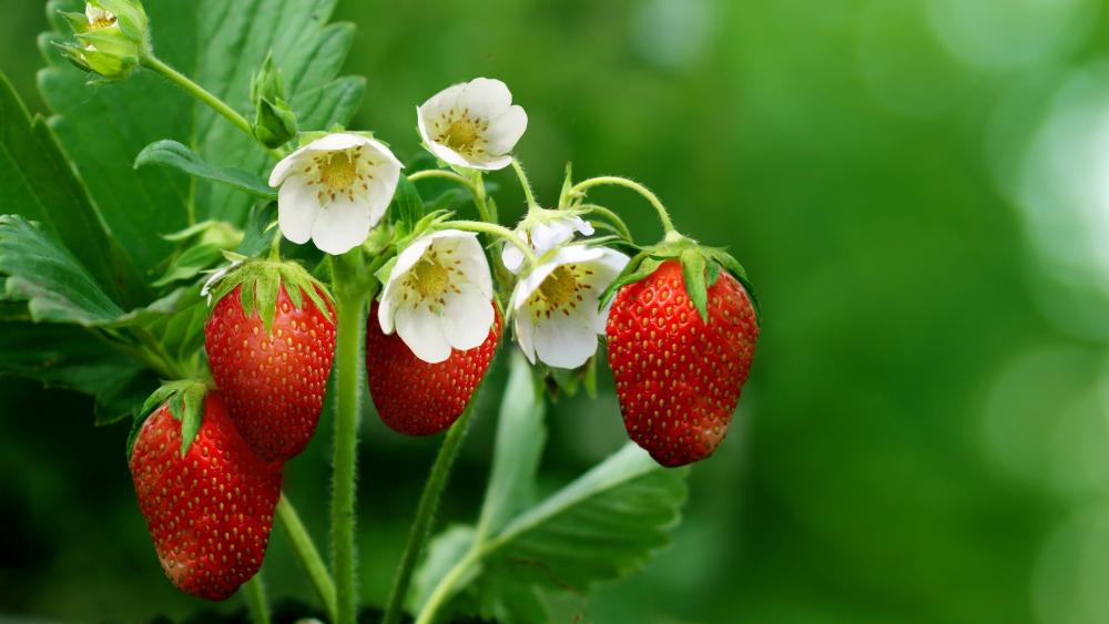Strawberry plant wallpaper