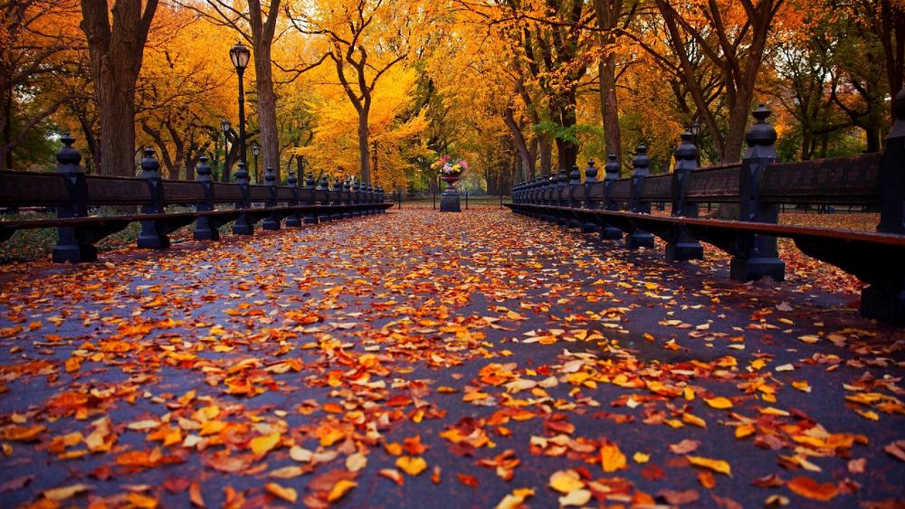 Central Park at fall wallpaper