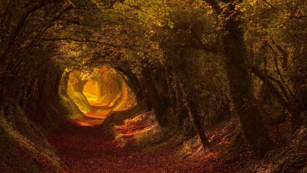 Autumn tree tunnel (Halnaker, England) wallpaper