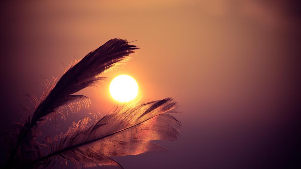 Sunset through feathers wallpaper
