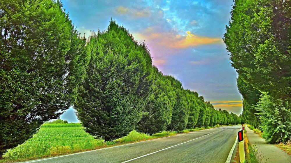 Wallpaper from nature category