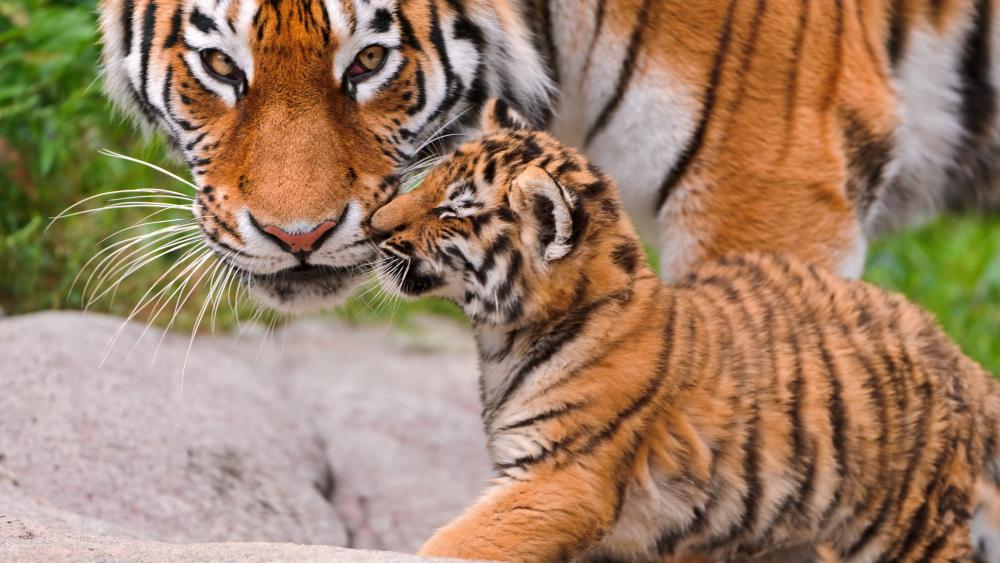 Tiger cub playing with his mom wallpaper - backiee