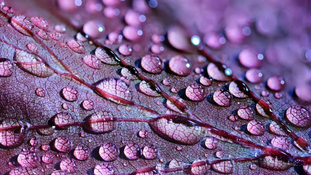 Water drops on a purple leaf - Macro photography wallpaper