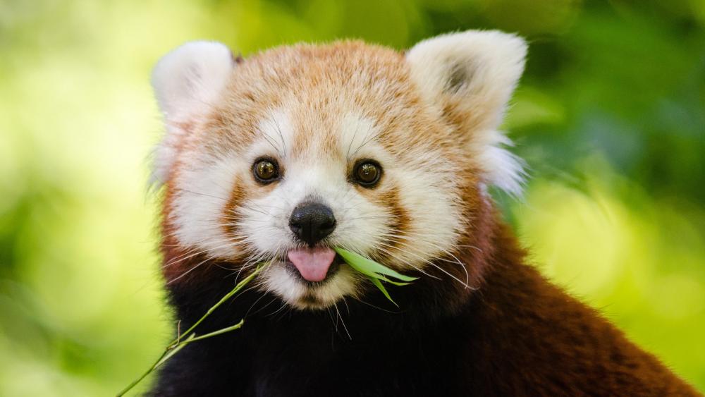 Adorable Red Panda wallpaper