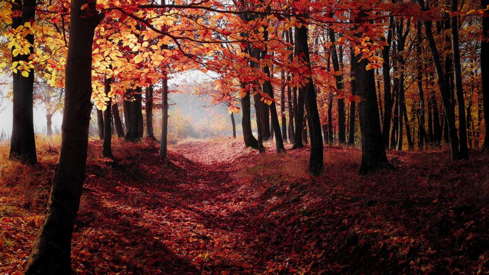 Forest with red leaves wallpaper