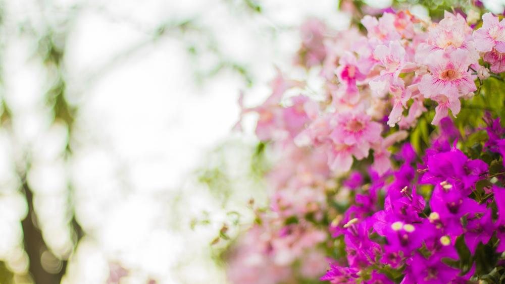 Bougainvillea wallpaper