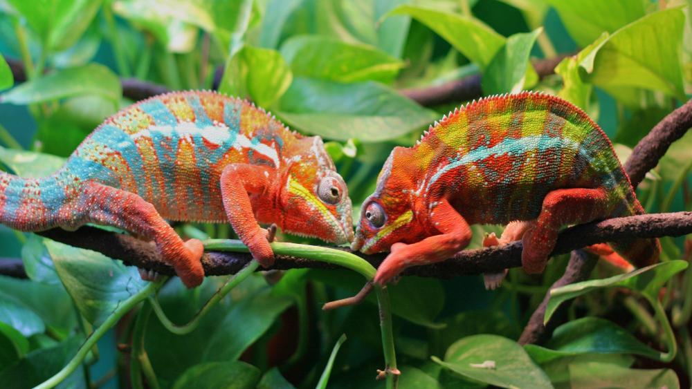 Two chameleons on a tree wallpaper