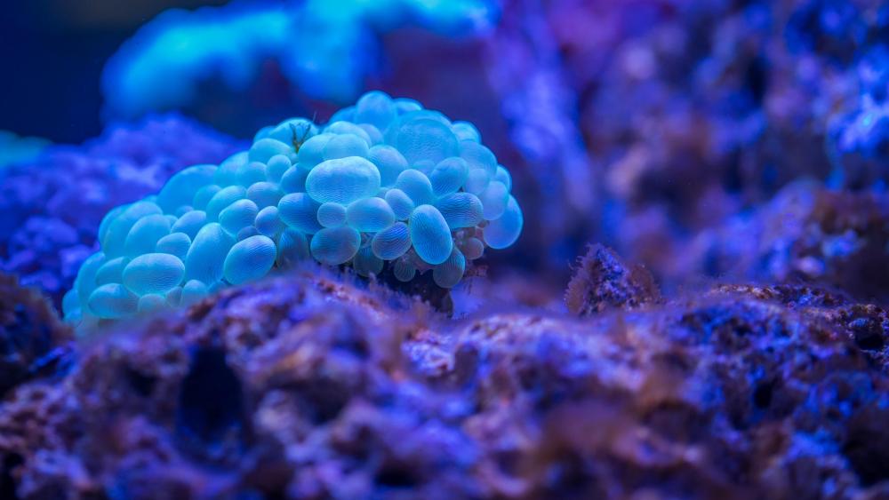 Blue Bubble Coral wallpaper