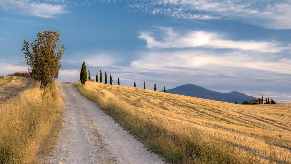 Cypresses along the dirt road wallpaper