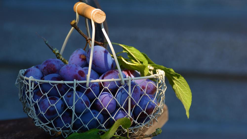 Basket of plums wallpaper