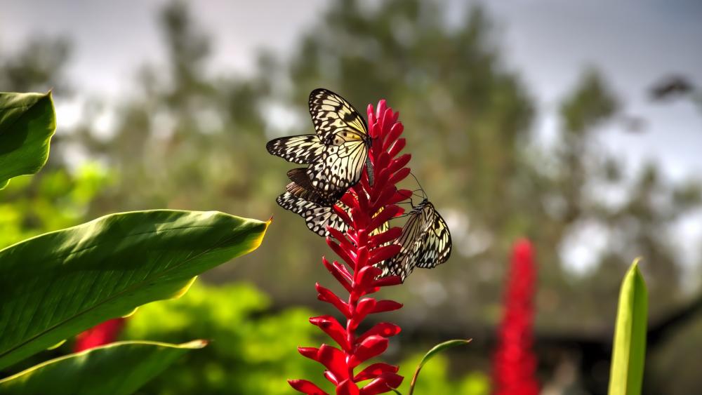 Butterflies on a flower wallpaper