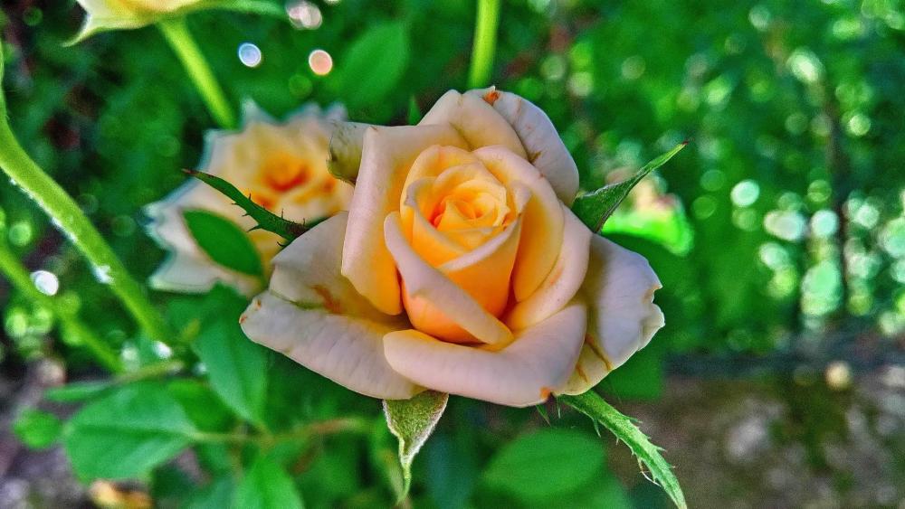 Yellow rose wallpaper