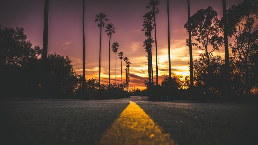 Palm tree lane wallpaper