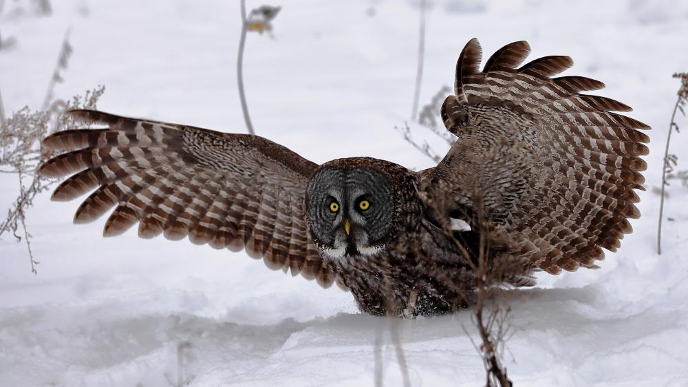 Great Grey Owl - backiee