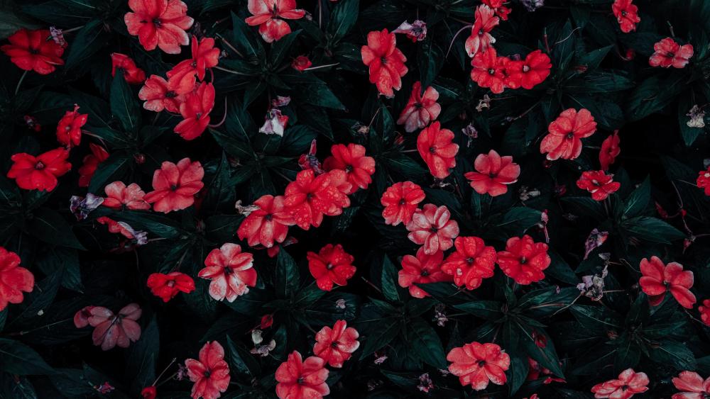 Red flowers wallpaper
