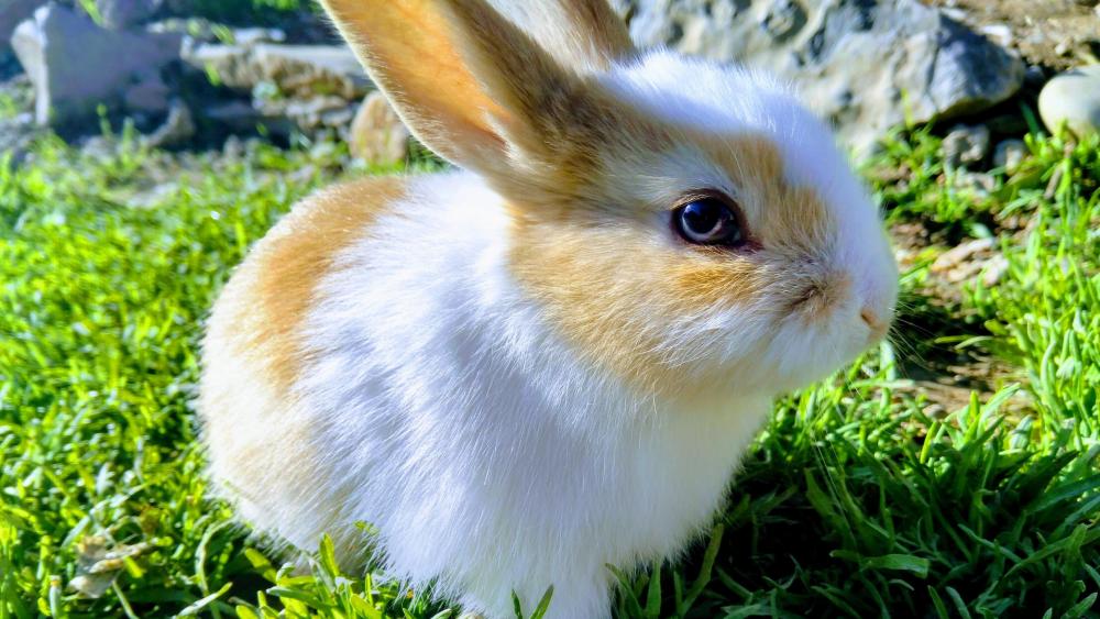 Little bunny wallpaper