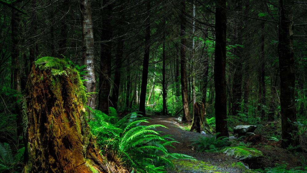 Ferns along the forest path wallpaper