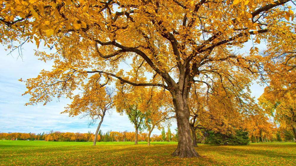 Yellow trees wallpaper - backiee