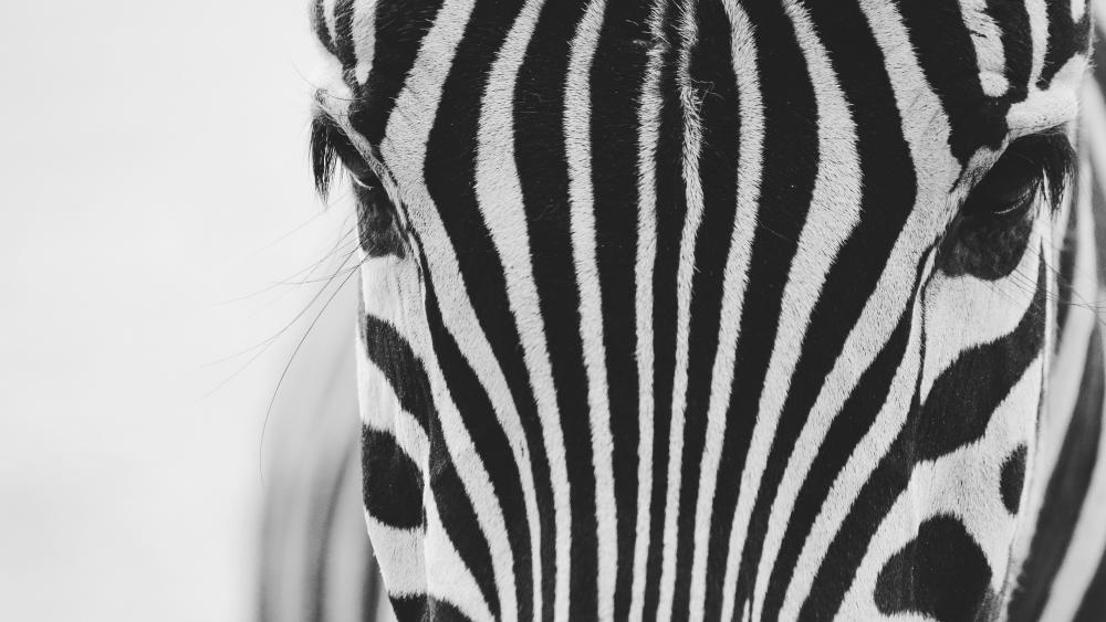Zebra stripes monochrome photograph wallpaper