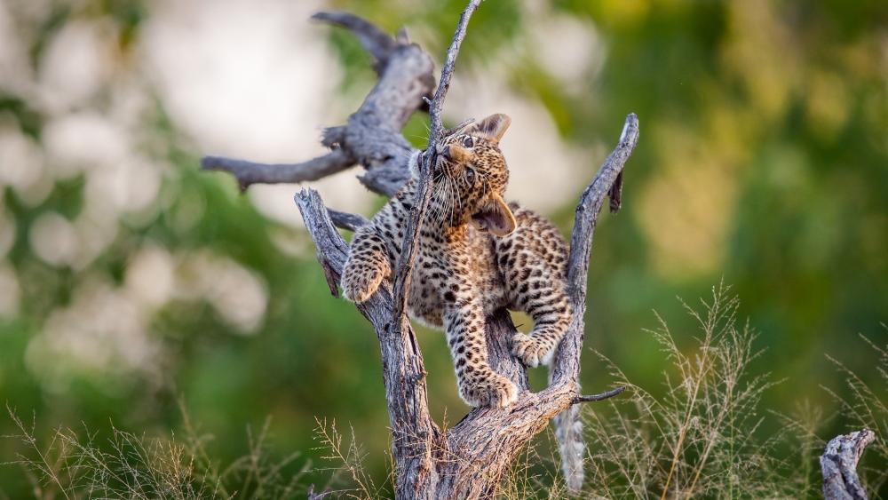 Leopard cub wallpaper