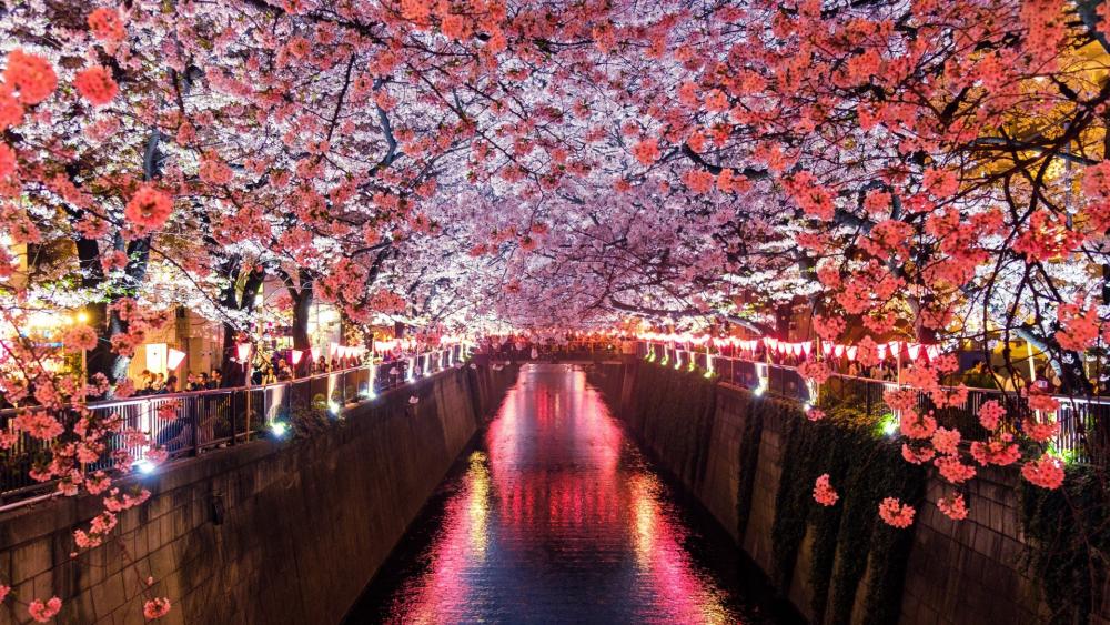 Sakura Tunnel in Tokyo wallpaper