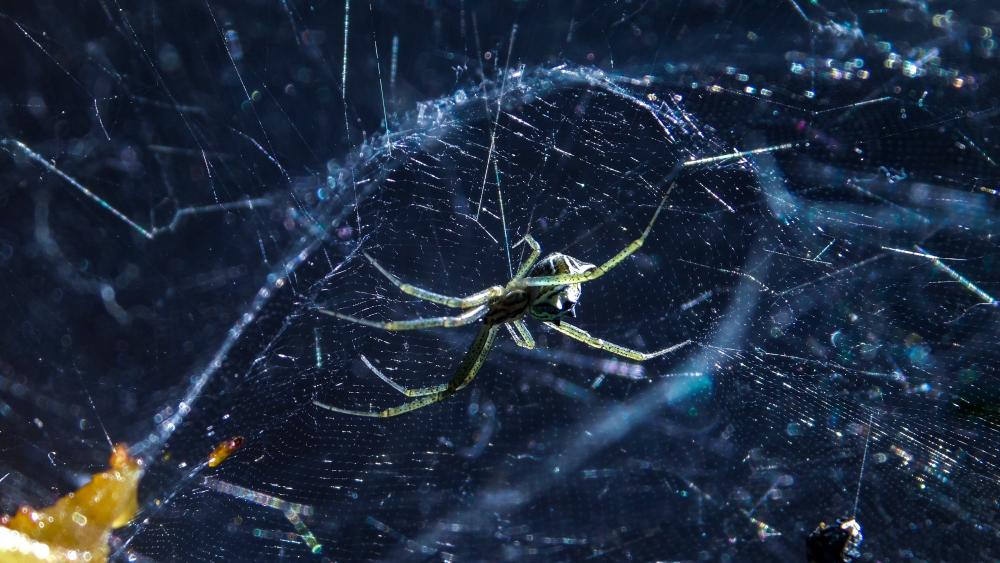 Spider in web wallpaper