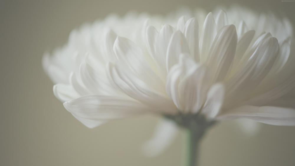 White flower wallpaper