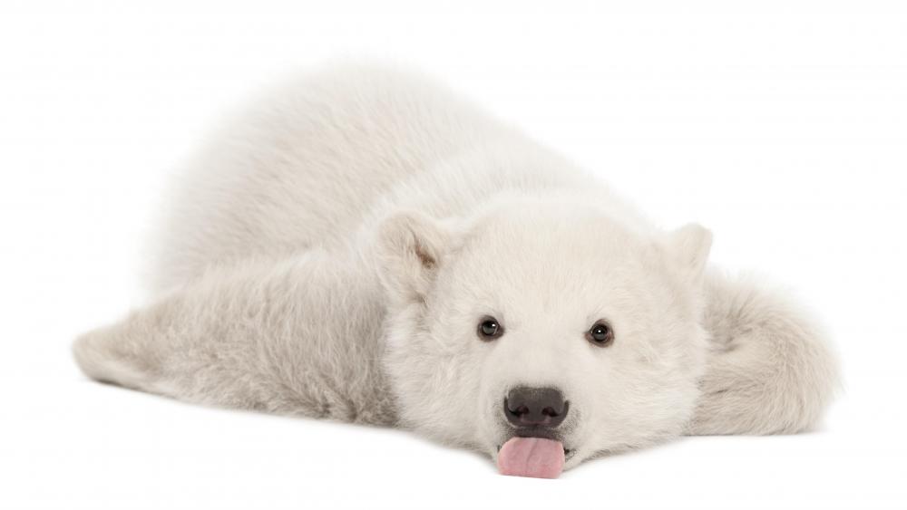 Polar bear cub wallpaper