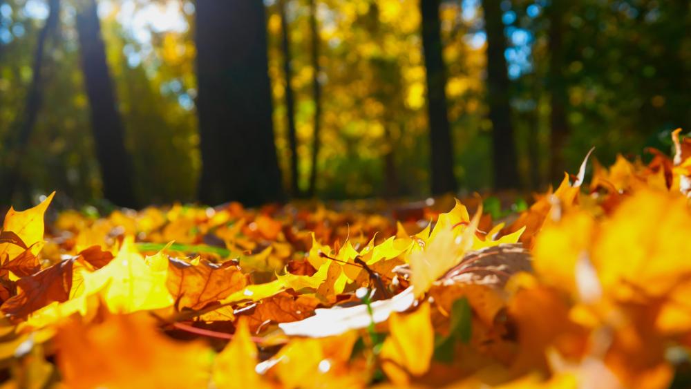 Fallen leaves wallpaper